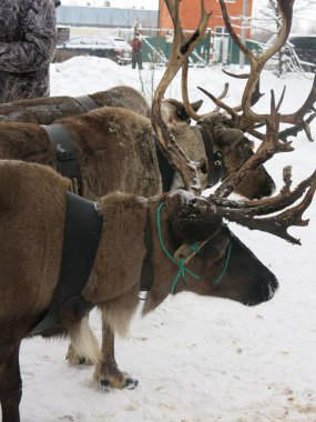 Kahverengi geyikler bir arabaya bağlanır ve kışın ayakta dururlar.