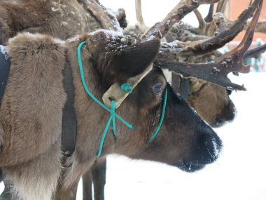 Kahverengi geyikler bir arabaya bağlanır ve kışın ayakta dururlar.