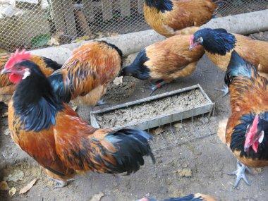 Tavuk kümesindeki turuncu tavuklar forwerk cinsi