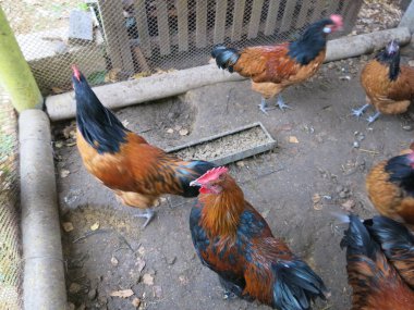 Tavuk kümesindeki turuncu tavuklar forwerk cinsi