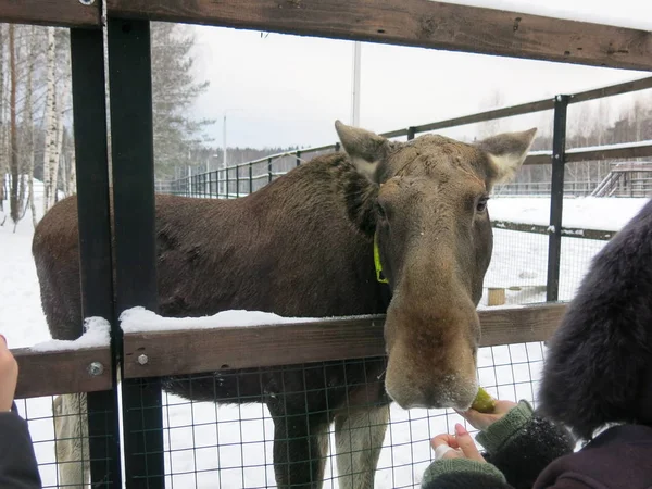 moose with a tag on the animal farm in winter pulls his head for a treat