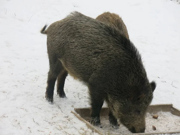 wild forest boars eat from the trough in winter
