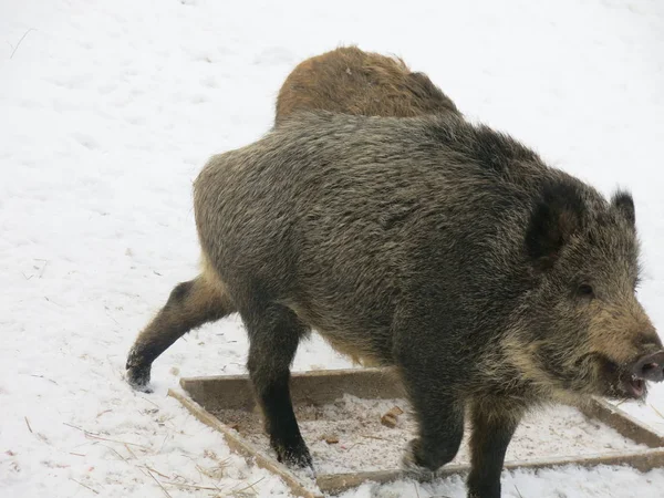 wild forest boars eat from the trough in winter