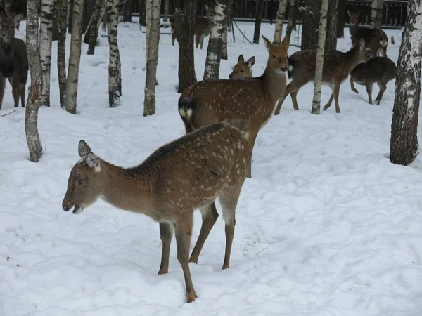 Deer Roe Walk Together Winter Birches — Stock Photo, Image