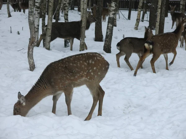 deer and roe walk together in winter among the birches