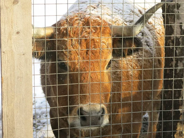 Enorme Toro Rojo Con Cuernos Invierno Recinto Detrás Valla — Foto de Stock