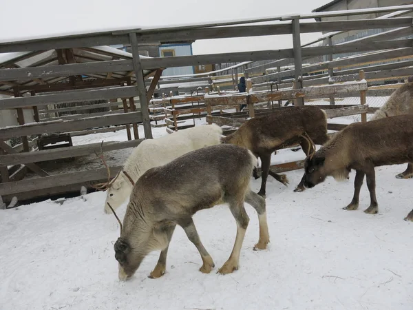 Slitta Cervo Passeggiata Inverno Nel Paddock — Foto Stock