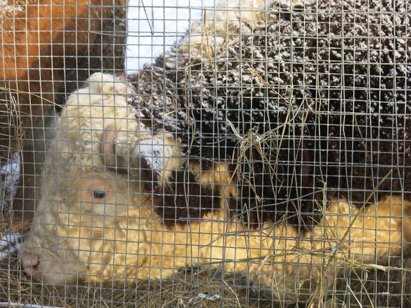 огромный коричневый и белый бык с рогами зимой в корпусе за забором
