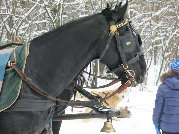 Cavalo Alto Preto Desportivo Aproveitado Para Carrinho Inverno Coberto Com — Fotografia de Stock