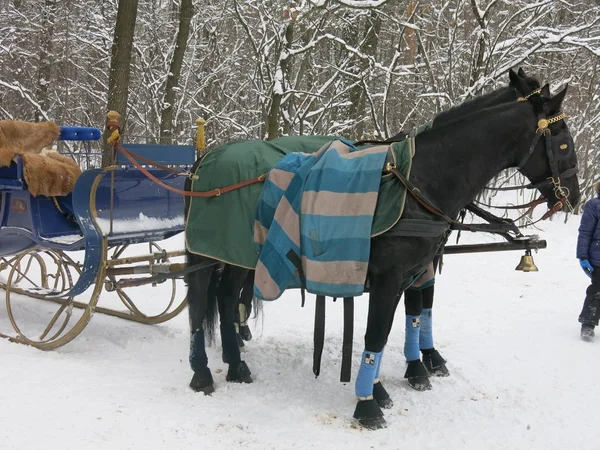 Sporty Black High Horse Harnessed Cart Winter Covered Blanket — Stock Photo, Image