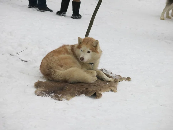 冬天一只白色的哈士奇狗躺在鹿皮上 — 图库照片