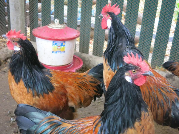 Galinhas Laranja Raça Galinheiro Forwerk — Fotografia de Stock