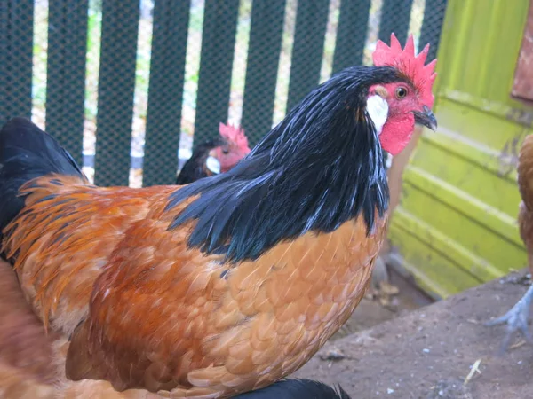 orange chickens in the chicken coop breed forwerk