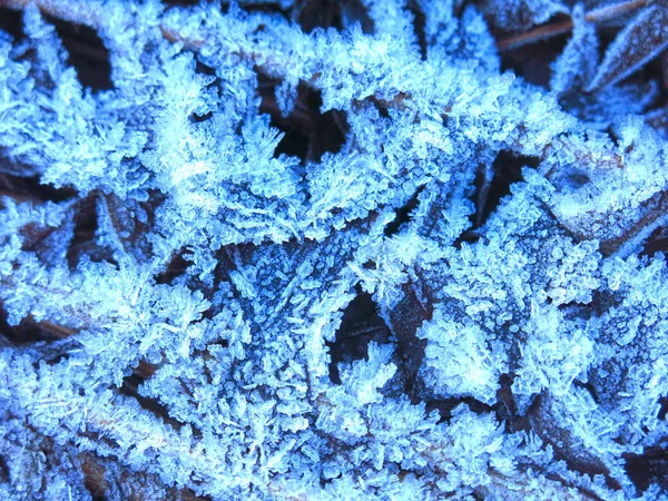 Frost Patterns Grass Close Autumn — Stock Photo, Image
