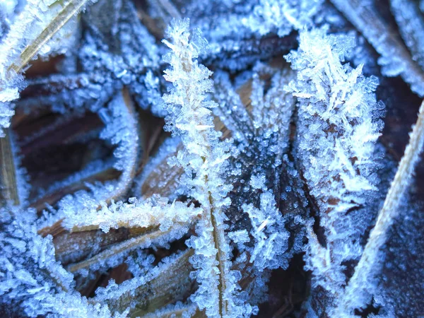 Παγετός Μοτίβα Στο Γρασίδι Κλείσει Φθινόπωρο — Φωτογραφία Αρχείου