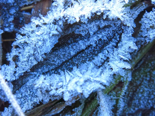 Frost Mönster Gräset Närbild Hösten — Stockfoto