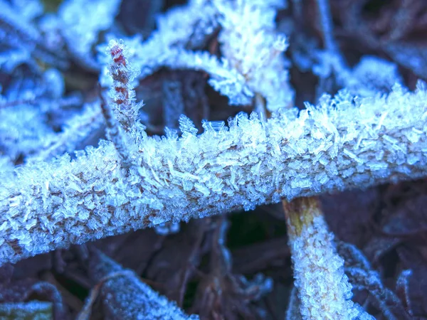 Frost Patterns Grass Close Autumn — стоковое фото