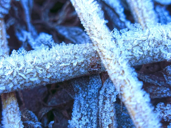 Frost Patterns Grass Close Autumn — Stock Photo, Image