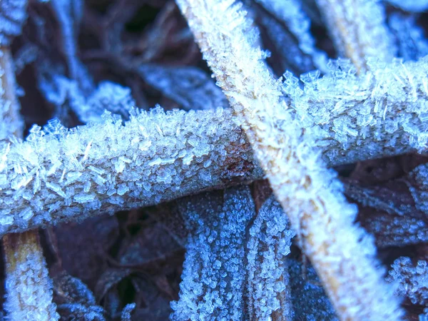 Frost Patterns Grass Close Autumn — стоковое фото