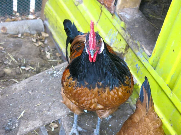 Πορτοκαλί Κοτόπουλα Στη Φυλή Κοτέτσι Forwerk — Φωτογραφία Αρχείου