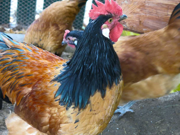 鸡舍里的母鸡和公鸡德国品种Vorwerk — 图库照片