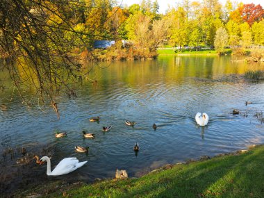 Gölette yüzen beyaz kuğular