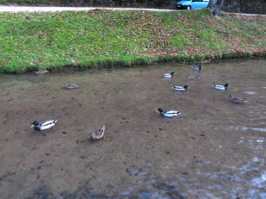 Ördekler gölette yüzer.