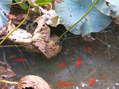 Su zambaklarıyla gölde kırmızı balık