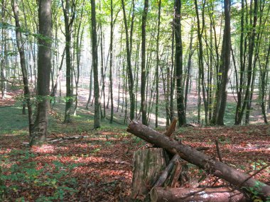 Slovenya 'da sonbahar ormanı