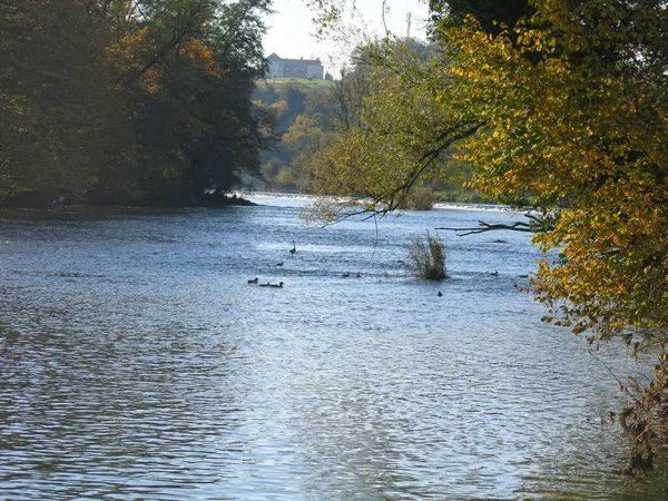 Otoño Río Patos Nadan Distancia —  Fotos de Stock