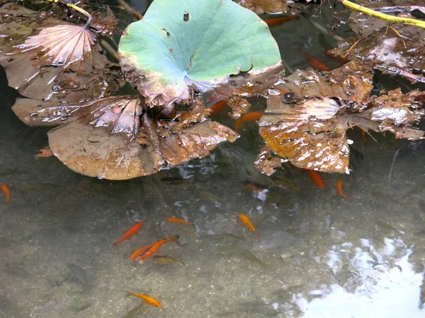 睡蓮のいる池の赤い魚 — ストック写真