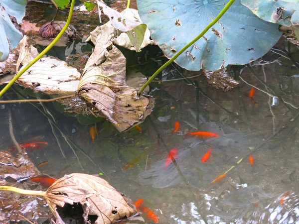 睡蓮のいる池の赤い魚 — ストック写真