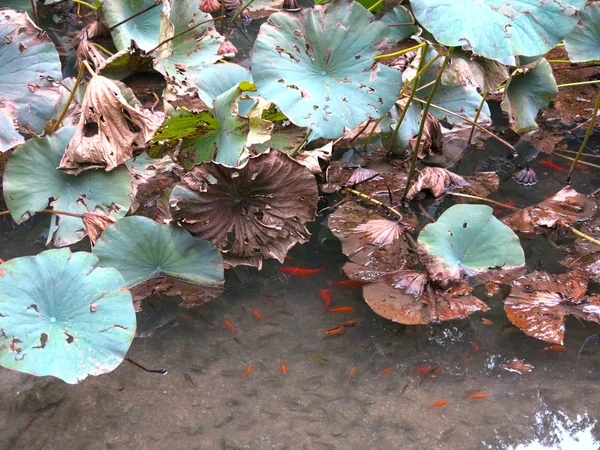 Peixe Vermelho Lagoa Com Lírios Água — Fotografia de Stock