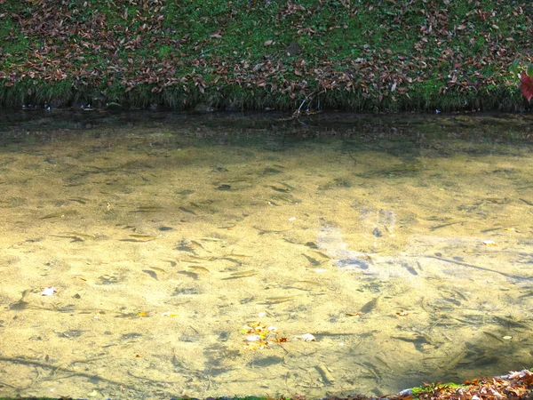 Fondo Sabbioso Del Fiume — Foto Stock