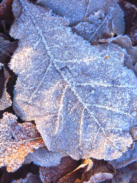 fallen autumn leaves in frost