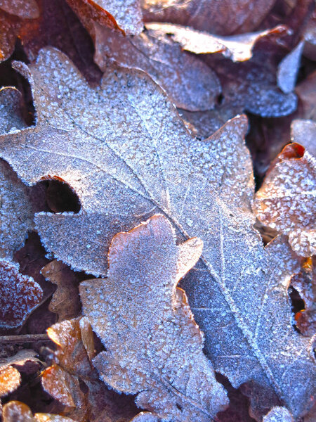 fallen autumn leaves in frost