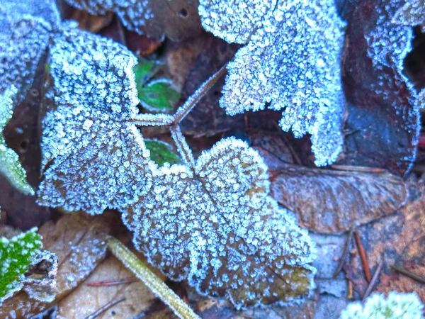 Grass First Morning Frost — Stock Photo, Image