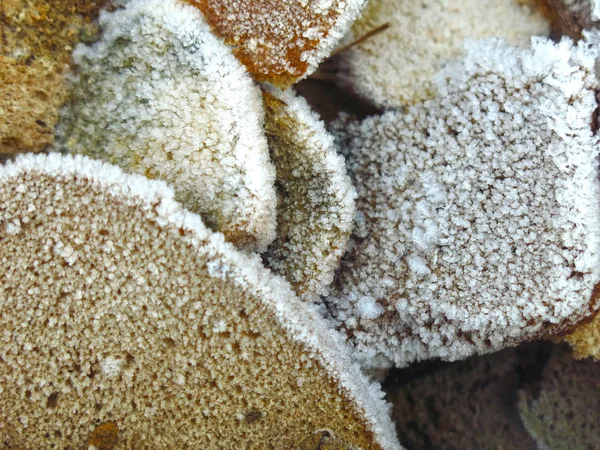 Beku Atas Potongan Potongan Roti Yang Dibuang — Stok Foto