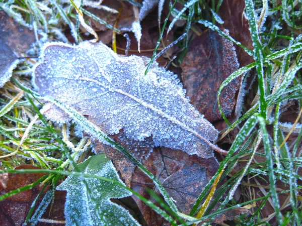 Autumn Leaves Green Grass Covered Frost — Stock Photo, Image