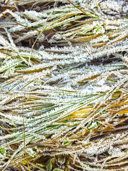 Colorful Autumn Grass Covered First Morning Frost — Stock Photo, Image