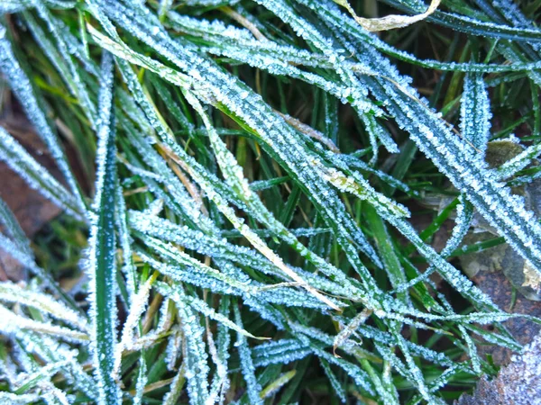 Een Laag Witte Vorst Het Groene Gras Herfst — Stockfoto