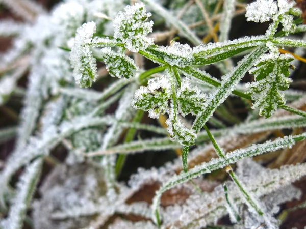 Flocos Neve Geada Perto Hastes Grama — Fotografia de Stock