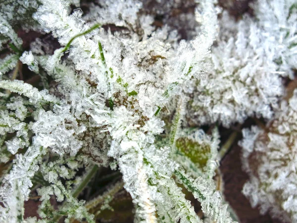 Kepingan Salju Dan Embun Beku Menutup Pada Batang Rumput — Stok Foto