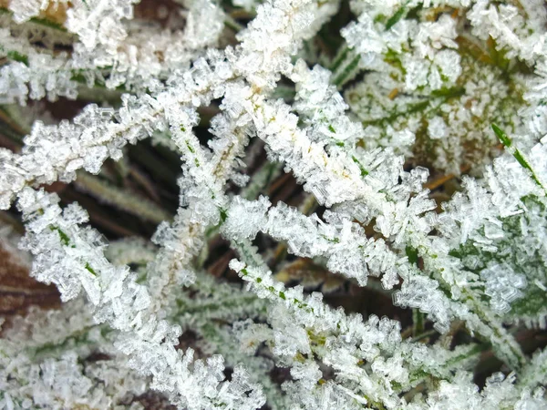 Snowflakes Frost Close Grass Stems — Stock Photo, Image