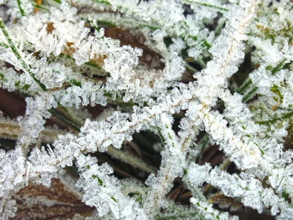 Snowflakes Frost Close Grass Stems — Stock Photo, Image