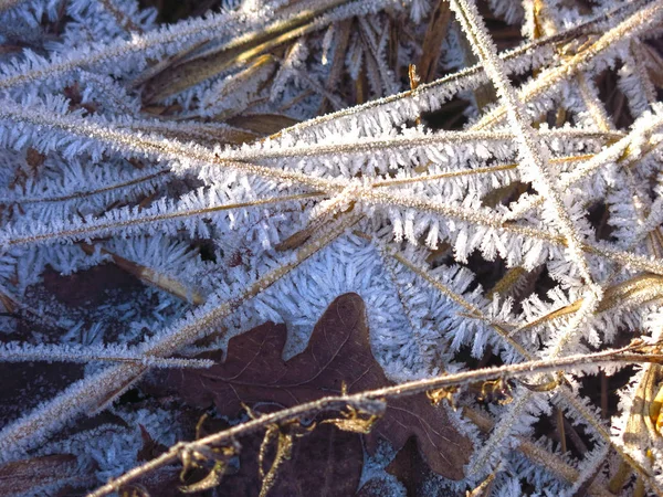 乾いた秋の草の上の美しい霜の長い針 — ストック写真