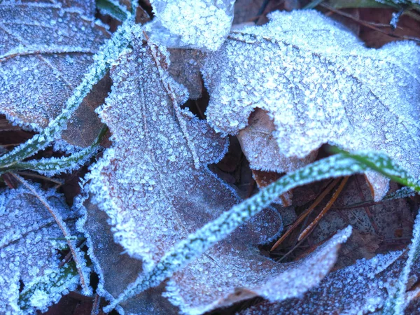 Givre Sur Les Feuilles Automne Tombées — Photo