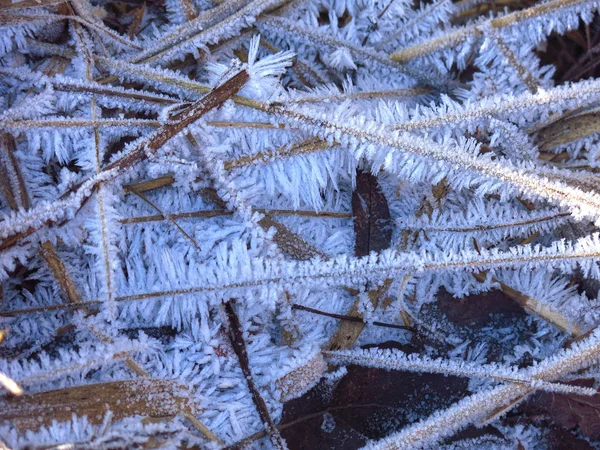Beautiful Frost Long Needles Dry Autumn Grass — Stock Photo, Image