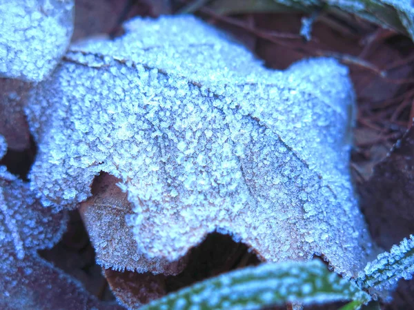 Παγετός Πεσμένα Φύλλα Του Φθινοπώρου — Φωτογραφία Αρχείου