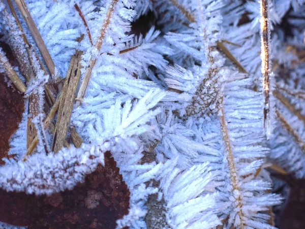 Vacker Frost Långa Nålar Torr Höst Gräs — Stockfoto